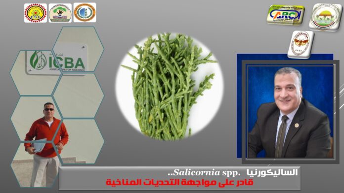 الساليكورنيا Salicornia spp.  .. قادر على التحديات المناخية